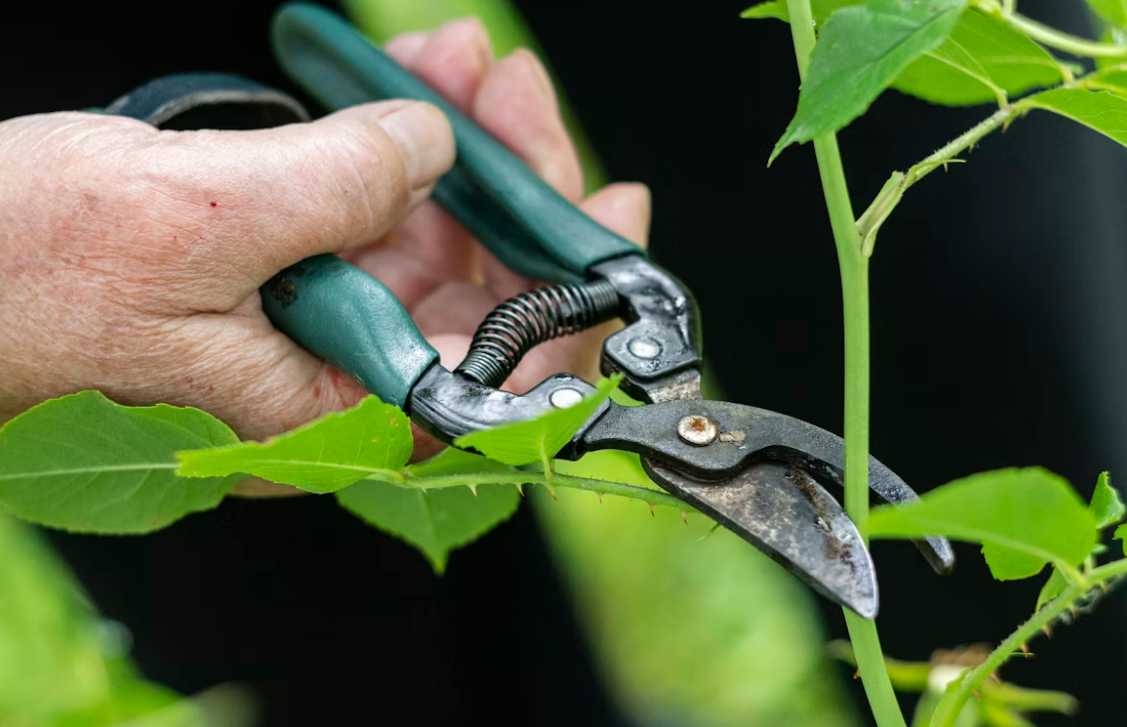 Artikel – Gartenpflege im Herbst: Diese Profis machen Ihren Rasen winterfest